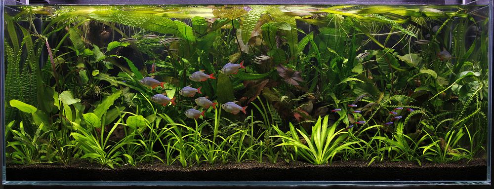 Planted paludarium with land and water sections