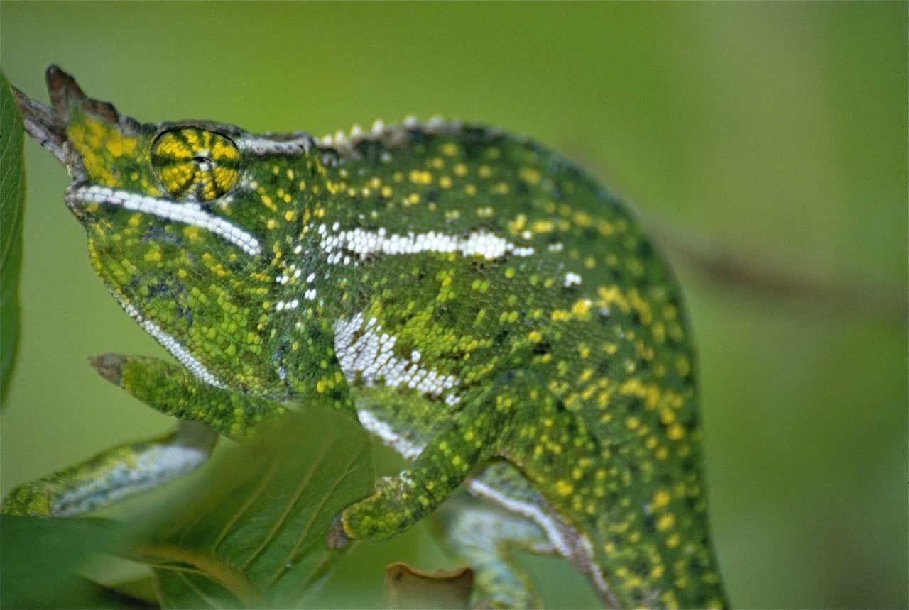 Canopy chameleon, a reminder of species-specific needs