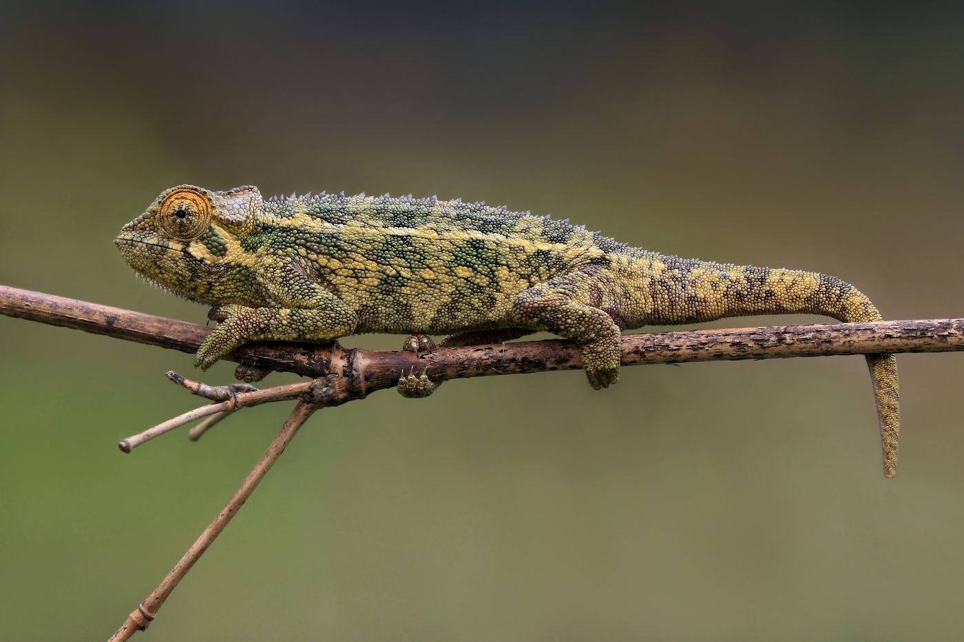 Rough chameleon (Trioceros rudis) on a branch