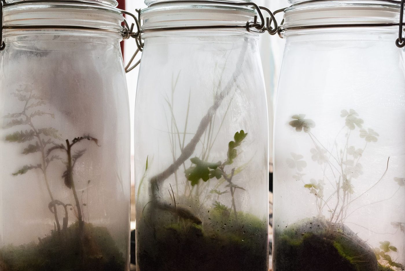 How to Build a Closed Terrarium