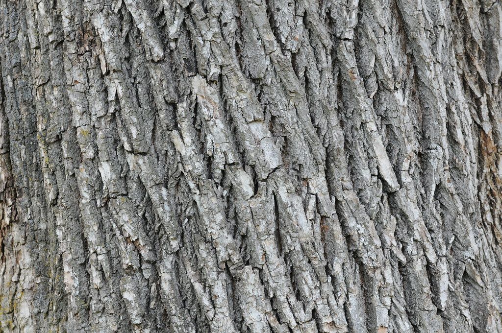 Mossy bark, cover photo for backgrounds and cork bark guide