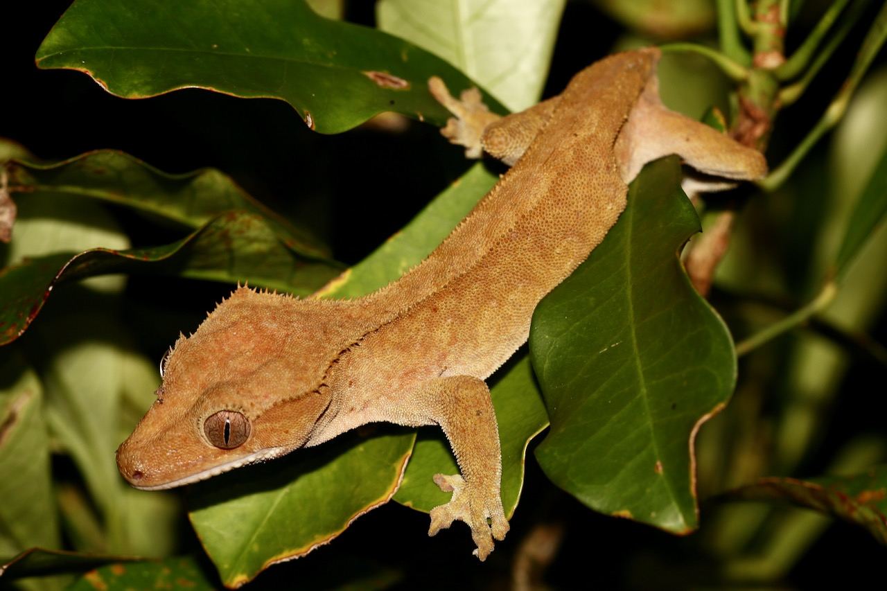 Species Care