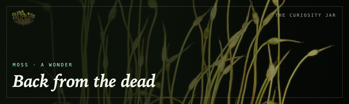 Moss — back from the dead