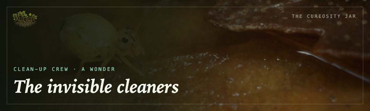 Clean-up crew — the invisible cleaners
