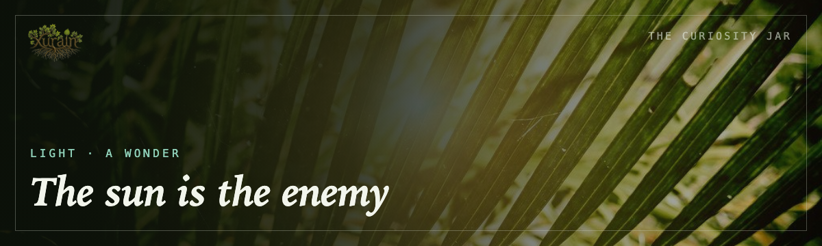 Light — the sun is the enemy