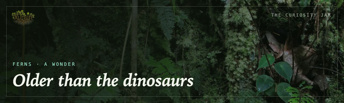 Ferns — older than the dinosaurs