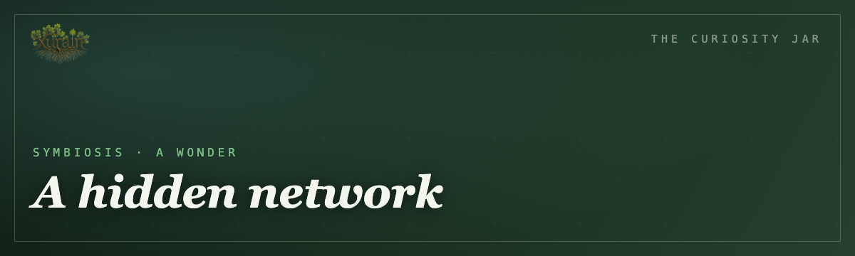 Mycorrhizal fungi network