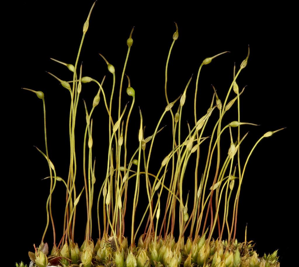 Best Moss for Terrariums