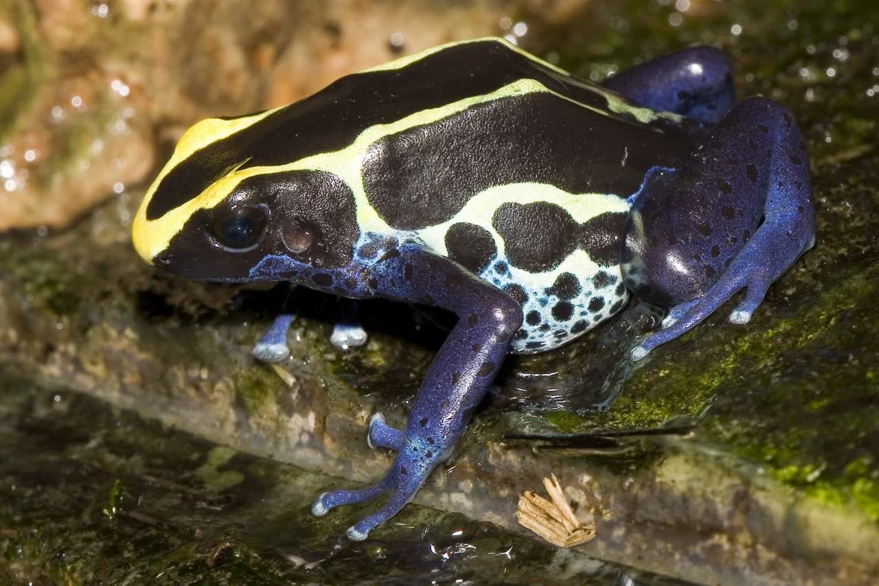 Poison dart frog in a planted enclosure, cover photo for vivarium guide