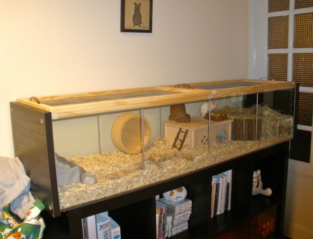 Small glass terrarium, cover photo for glass vs PVC guide