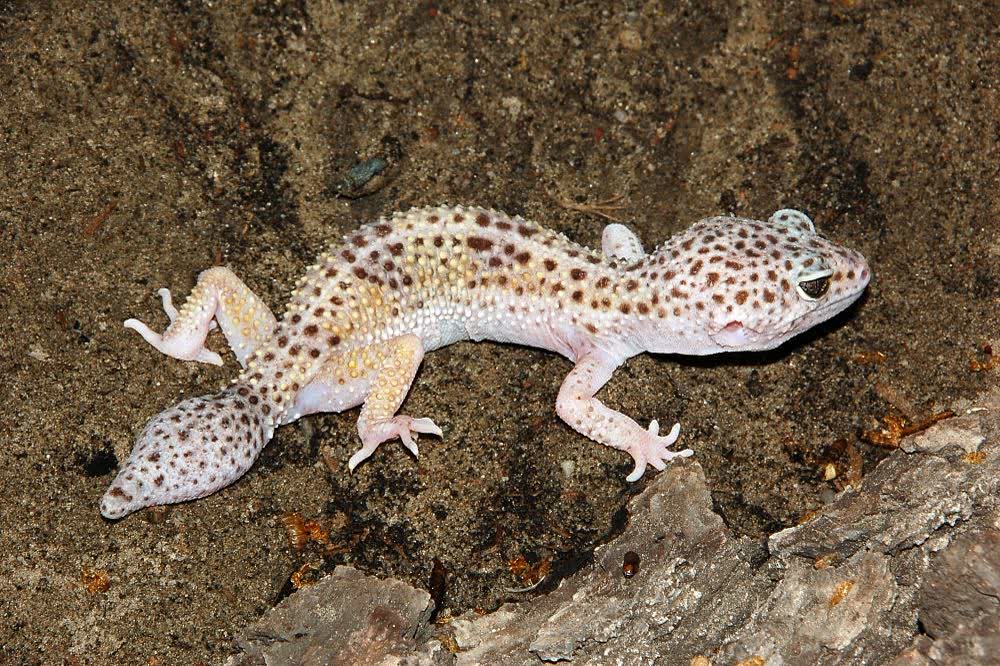 Leopard gecko on a rock, cover photo for enclosure guide
