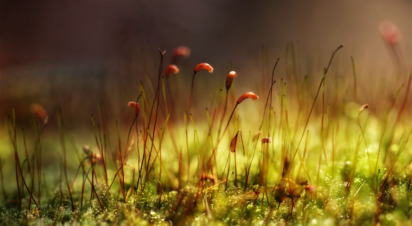Mossy forest floor, the model for bioactive terrarium substrate