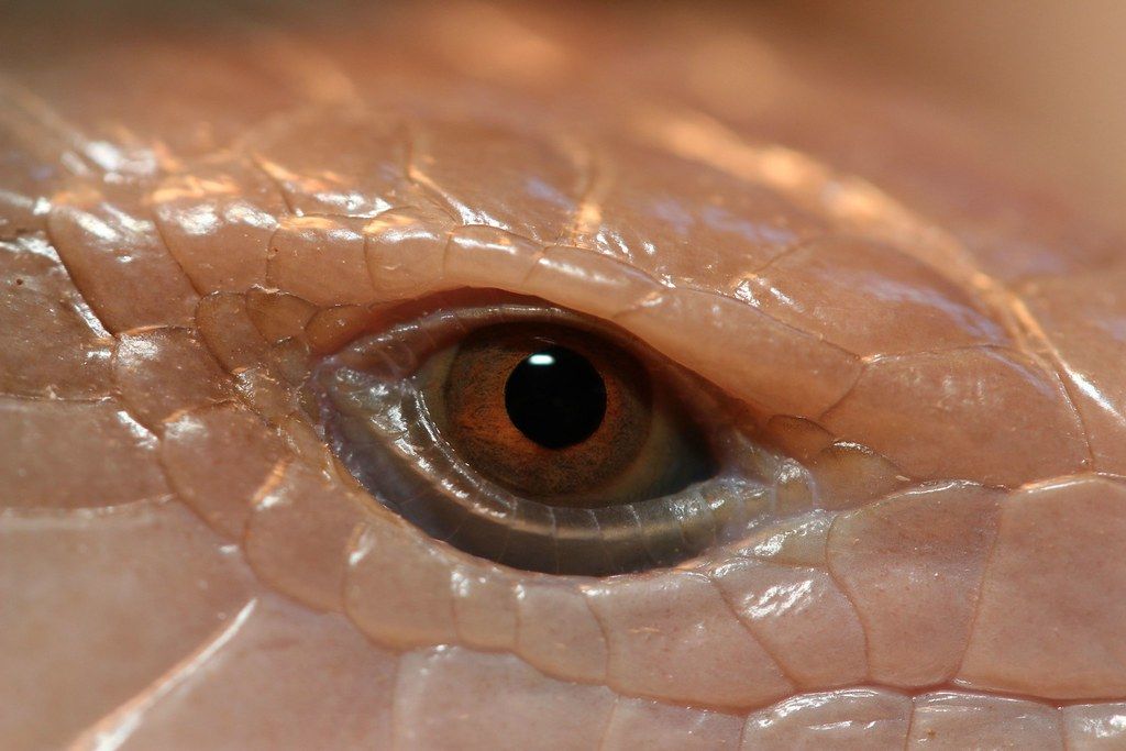 Leopard gecko, cover photo for thermometer and hygrometer guide