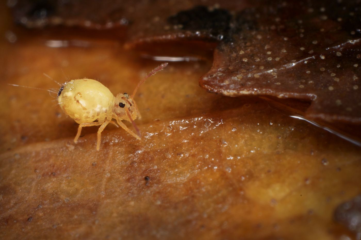 Springtail (Collembola), part of a bioactive clean-up crew