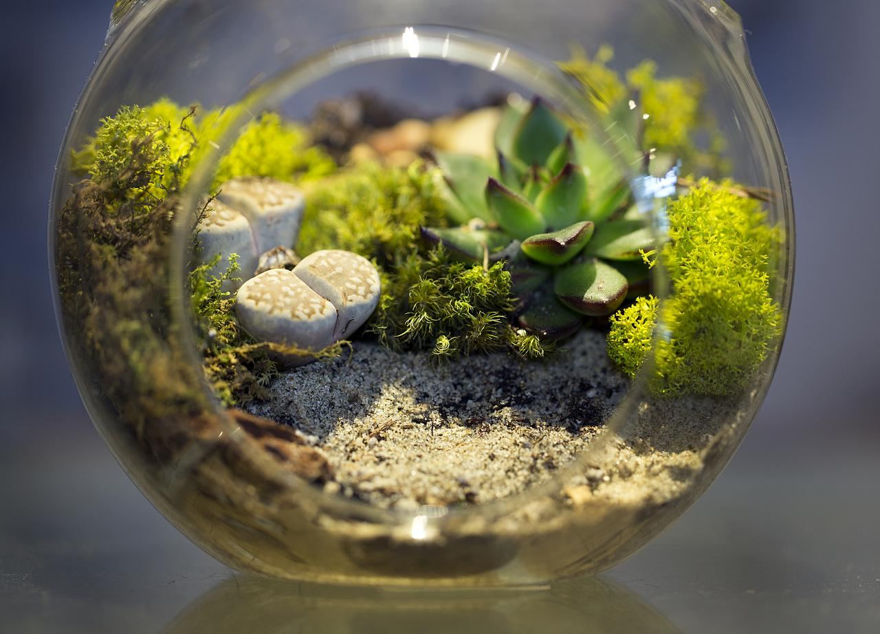 Terrarium Basics