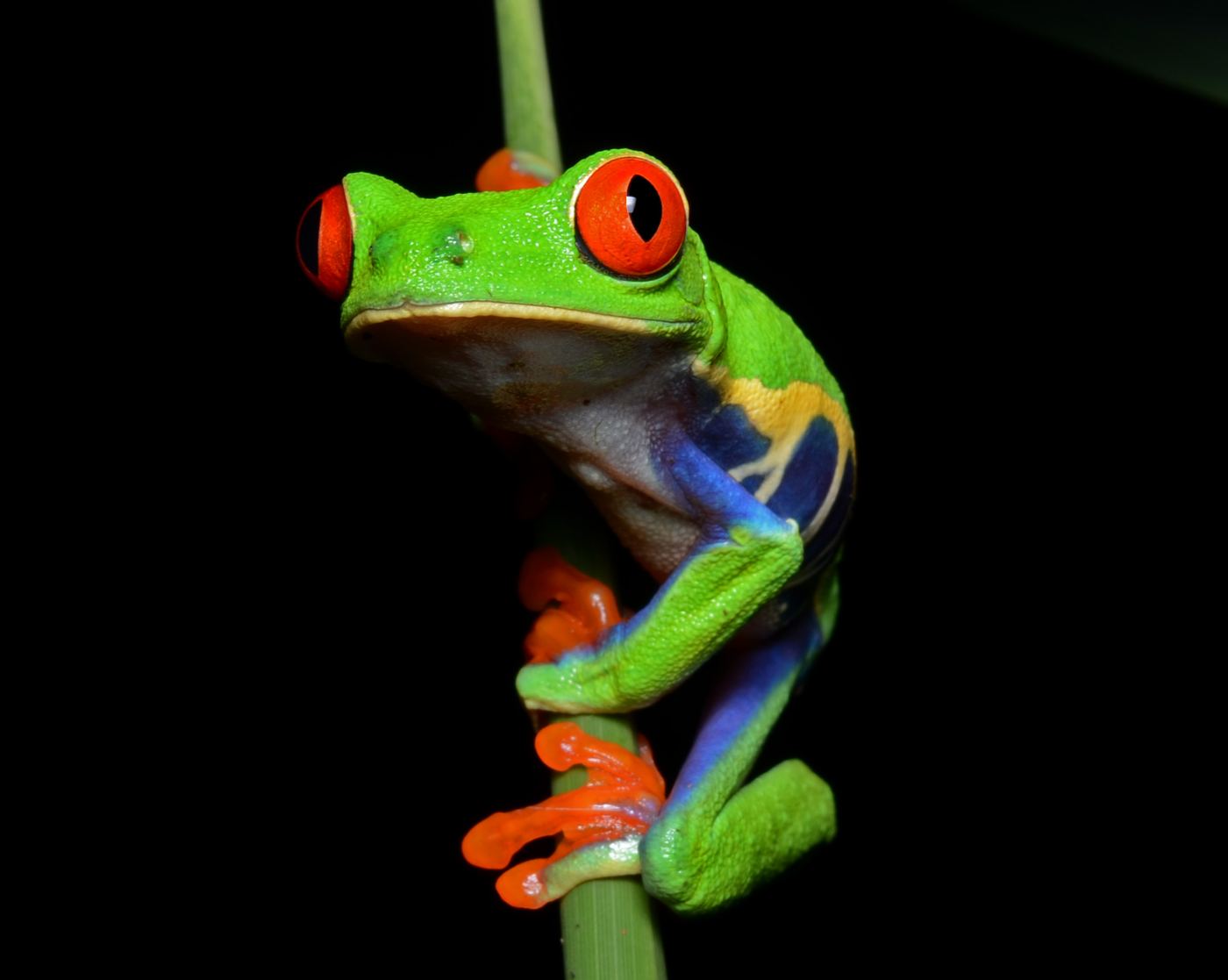 Red-eyed tree frog on a leaf, cover photo for terrarium guide