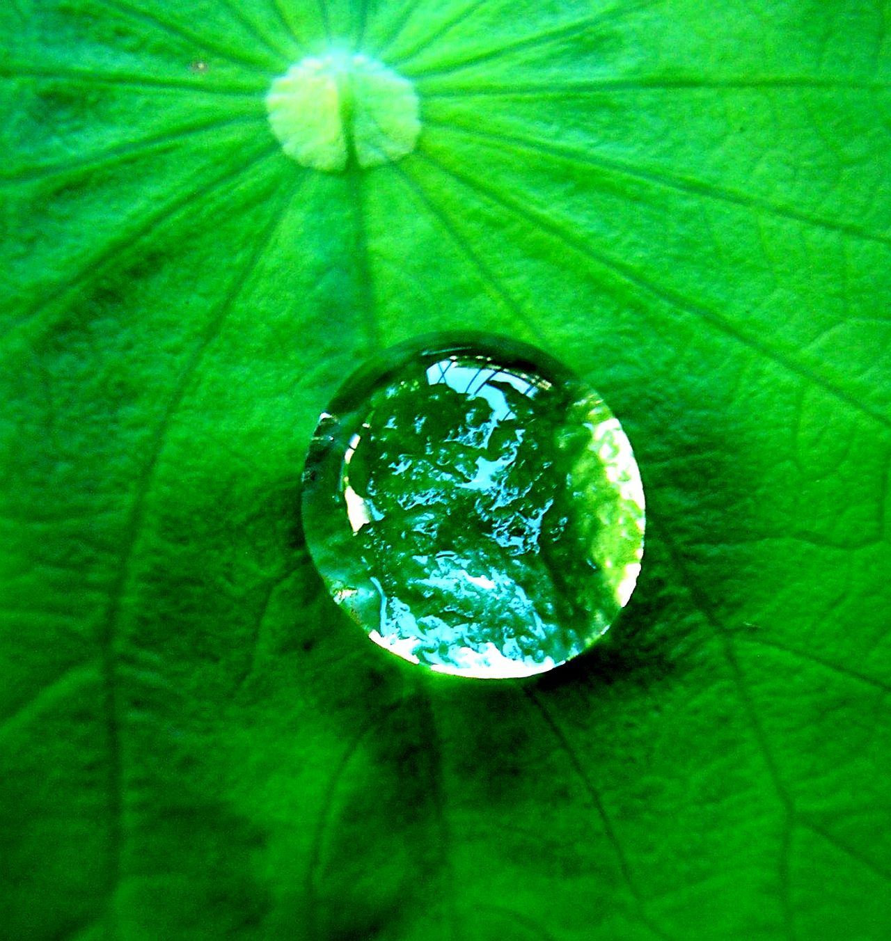 Water droplet on a leaf, cover photo for misting system guide