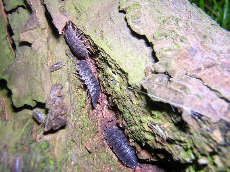Woodlice in tree bark, natural decor and hardscape texture